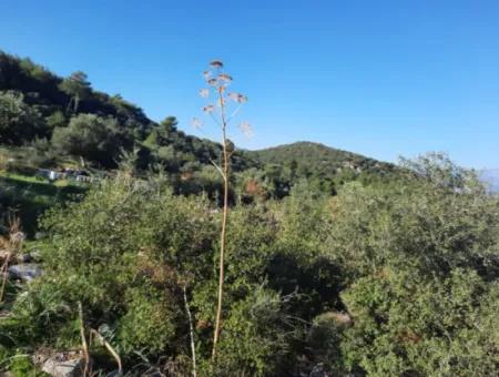 Olivenhain Mit Blick Auf Das Meer Und Die Natur In Ortaca Fevziye Zu Verkaufen