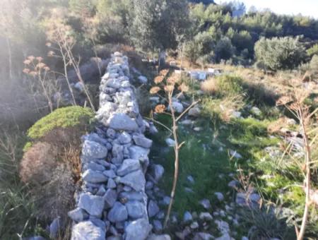 Olivenhain Mit Blick Auf Das Meer Und Die Natur In Ortaca Fevziye Zu Verkaufen