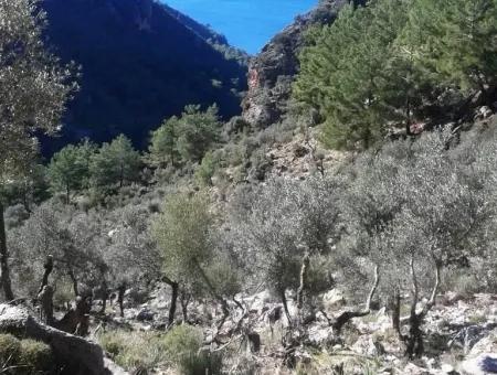 Olivenhain Mit Meerblick Zum Verkauf In Köyceğiz Ekincik