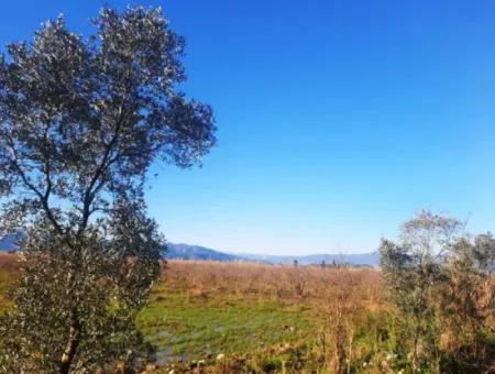 Ortaca Dalyan 73.500 M2 Passender Granatapfelgarten Zu Verkaufen