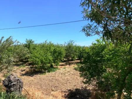 17 500 M2 Grundstück Im Dorf Bebauungsfläche Zum Verkauf In Ortaca Fevziye