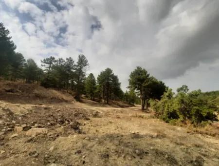 6 230 M2 Fruchtbares Land Zur Miete In Çameli Cumaalanı