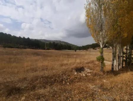 6 230 M2 Fruchtbares Land Zur Miete In Çameli Cumaalanı