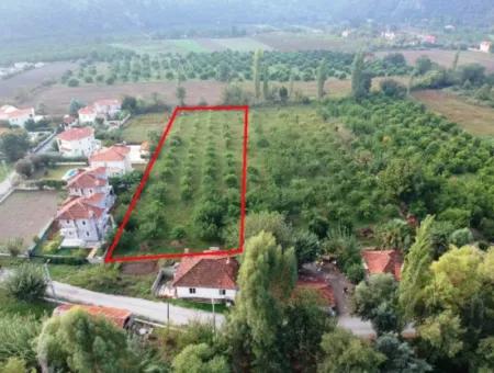 Muğla Ortaca Marmarlıda 4.000 M2 Zitronengarten 5 Jahre Vermietung