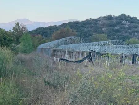 26.200 M2 Freistehendes Feld Und 3.000 M2 200 Avocados Zum Verkauf In Ortaca Güzelyurt