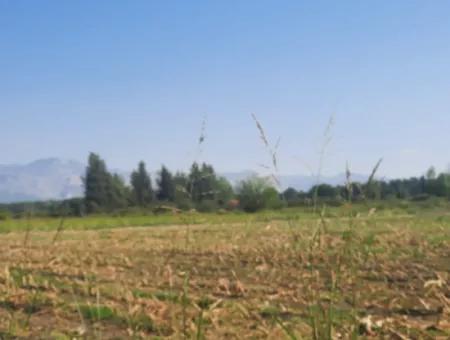 2 650 M2 Fruchtbares Land Zum Verkauf In Köyceğiz Poplar