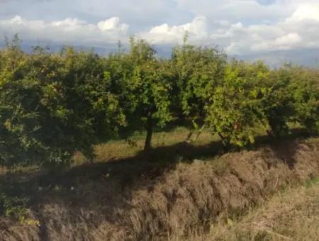 7833 M2 Freistehendes Feld Zum Verkauf In Muğla Ortaca Eskiköy