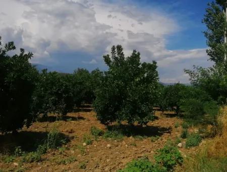 Bauernhof Zum Verkauf In Köyceğiz Beyoba Schnäppchen