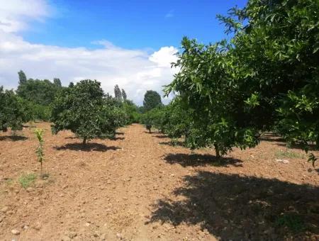 Bauernhof Zum Verkauf In Köyceğiz Beyoba Schnäppchen