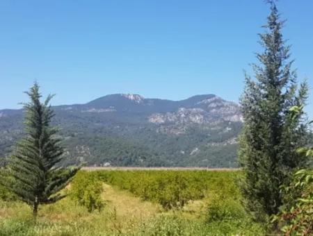 Garten Der Granatäpfel Zum Verkauf In Dalyan