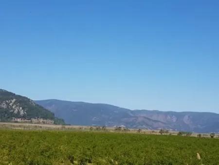 Garten Der Granatäpfel Zum Verkauf In Dalyan