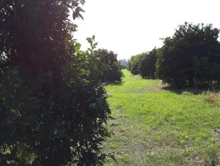 Tepearasi Schnäppchen Für Verkauf In Orange Grove