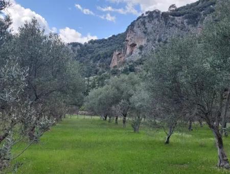 3.750 M2 Grundstück Zum Verkauf In Muğla Köyceğiz Çandırda In Der Nähe Des Dalyan-Kanals