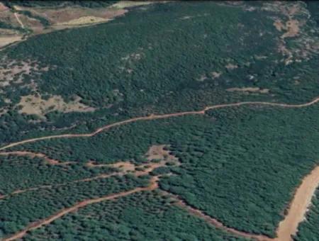 25 Hektar Land Im Wald In Muğla Ula Armutçuk Zu Verkaufen        