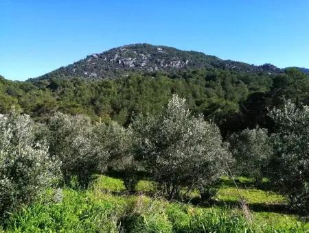 Mugla Ortaca Gokbel Schnäppchen Olivenhain Zum Verkauf