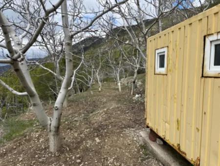 Antalya Akseki Çimiköy 9 400 M2 Freistehender Schnäppchen-Walnussgarten Zum Verkauf Oder Tausch