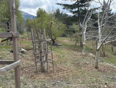 Antalya Akseki Çimiköy 9 400 M2 Freistehender Schnäppchen-Walnussgarten Zum Verkauf Oder Tausch