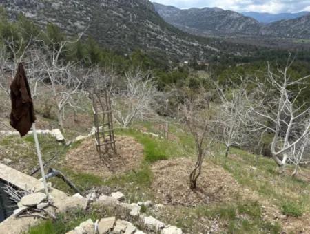 Antalya Akseki Çimiköy 9 400 M2 Freistehender Schnäppchen-Walnussgarten Zum Verkauf Oder Tausch