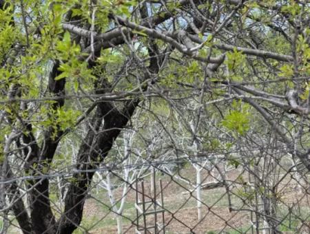 Antalya Akseki Çimiköy 9 400 M2 Freistehender Schnäppchen-Walnussgarten Zum Verkauf Oder Tausch
