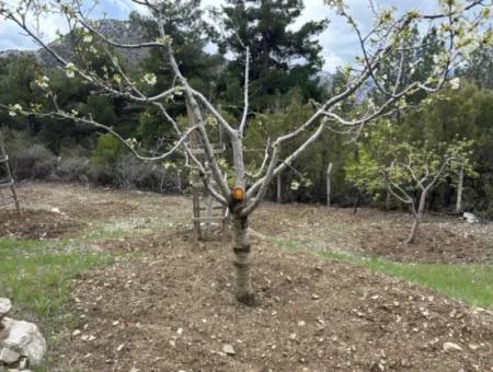 Antalya Akseki Çimiköy 9 400 M2 Freistehender Schnäppchen-Walnussgarten Zum Verkauf Oder Tausch