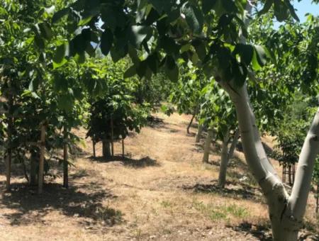 Antalya Akseki Çimiköy 9 400 M2 Freistehender Schnäppchen-Walnussgarten Zum Verkauf Oder Tausch