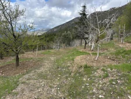 Antalya Akseki Çimiköy 9 400 M2 Freistehender Schnäppchen-Walnussgarten Zum Verkauf Oder Tausch