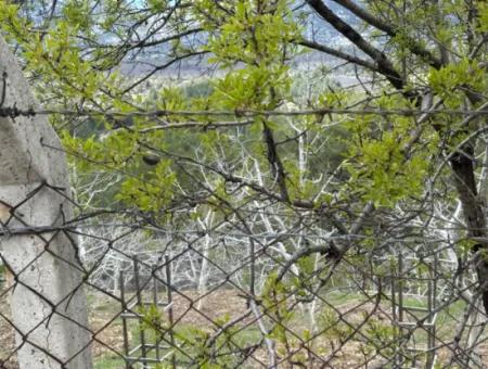 Antalya Akseki Çimiköy 9 400 M2 Freistehender Schnäppchen-Walnussgarten Zum Verkauf Oder Tausch