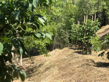 Antalya Akseki Çimiköy 9 400 M2 Freistehender Schnäppchen-Walnussgarten Zum Verkauf Oder Tausch