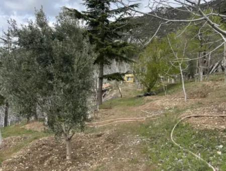 Antalya Akseki Çimiköy 9 400 M2 Freistehender Schnäppchen-Walnussgarten Zum Verkauf Oder Tausch