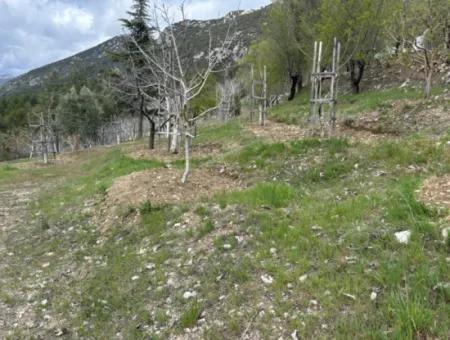 Antalya Akseki Çimiköy 9 400 M2 Freistehender Schnäppchen-Walnussgarten Zum Verkauf Oder Tausch