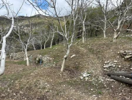 Antalya Akseki Çimiköy 9 400 M2 Freistehender Schnäppchen-Walnussgarten Zum Verkauf Oder Tausch