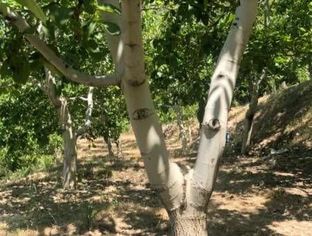 Antalya Akseki Çimiköy 9 400 M2 Freistehender Schnäppchen-Walnussgarten Zum Verkauf Oder Tausch