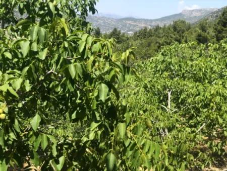 Antalya Akseki Çimiköy 9 400 M2 Freistehender Schnäppchen-Walnussgarten Zum Verkauf Oder Tausch