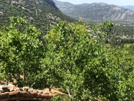 Antalya Akseki Çimiköy 9 400 M2 Freistehender Schnäppchen-Walnussgarten Zum Verkauf Oder Tausch