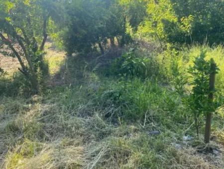 500 M2 Grundstück Mit Rızai-Trennwand In Ortaca Kemaliye Zum Notverkauf