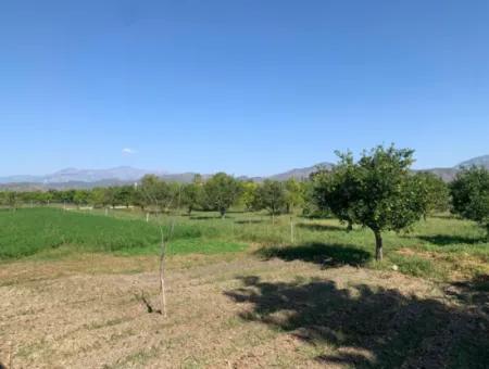 5400 M2 Fertiger Bauernhof Zum Verkauf In Ortaca Arıkbaşı