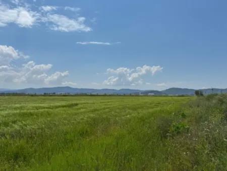 Milas Avşar 27.216 M2 Wohnung Daten Freistehendes Grundstück Zum Dringenden Verkauf, Offen Zum Angebot