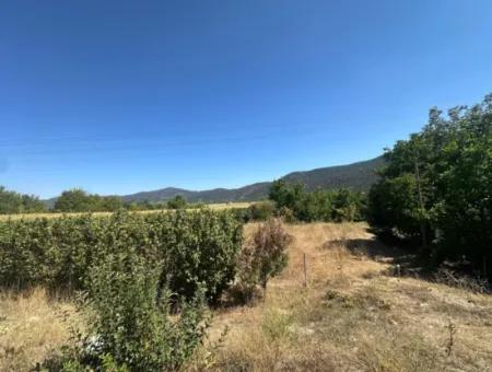 3070 M2 Walnussgarten Zum Verkauf Am Rande Der Hauptstraße In Denizli Çameli