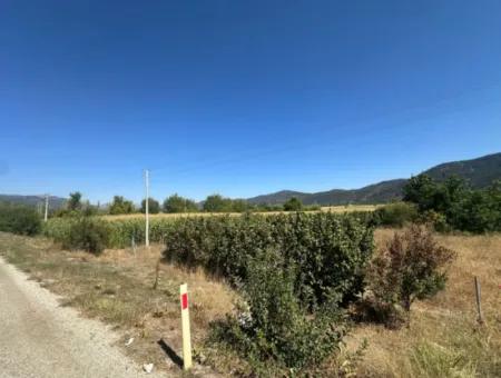 3070 M2 Walnussgarten Zum Verkauf Am Rande Der Hauptstraße In Denizli Çameli
