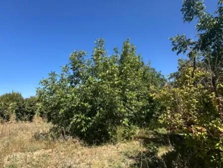 3070 M2 Walnussgarten Zum Verkauf Am Rande Der Hauptstraße In Denizli Çameli