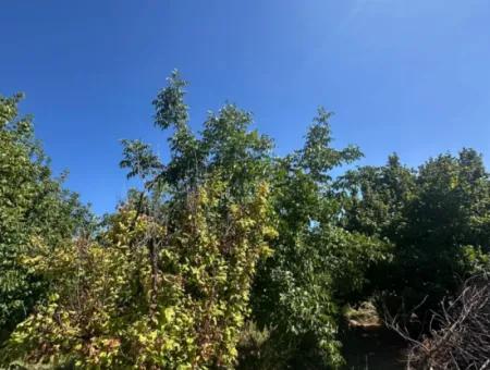 3070 M2 Walnussgarten Zum Verkauf Am Rande Der Hauptstraße In Denizli Çameli