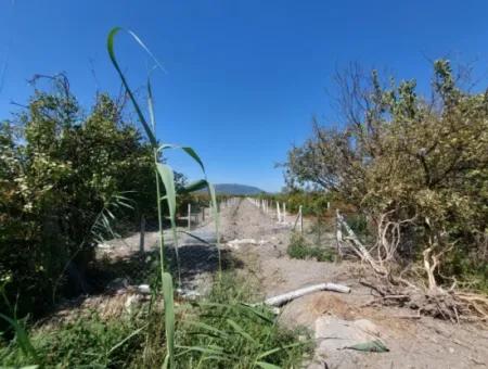 8126 M2 Investition Und Granatapfelgarten, Die Für Zirayi-Darlehen Geeignet Sind, Stehen In Ortaca Tepe Zum Verkauf