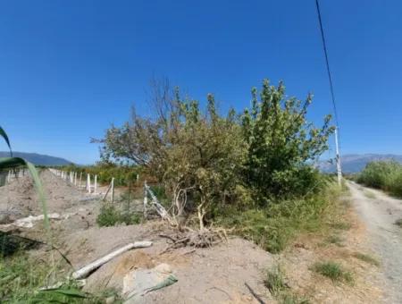 8126 M2 Investition Und Granatapfelgarten, Die Für Zirayi-Darlehen Geeignet Sind, Stehen In Ortaca Tepe Zum Verkauf