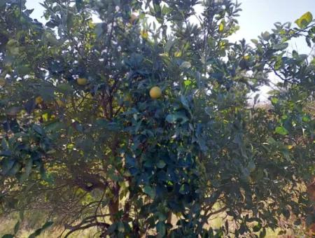 4.500 M² Grundstück Mit 150 M² Baurecht In Muğla Dalyan Zum Verkauf Oder Tausch Gegen Villa Von Dalyan