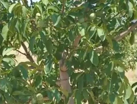 37.000 M² Walnussgarten In Denizli Tavas Ulukent Zum Verkauf