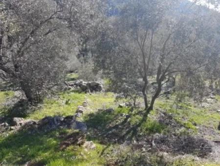 Meerblick Land Zum Verkauf In Göcek Gökçeovacık