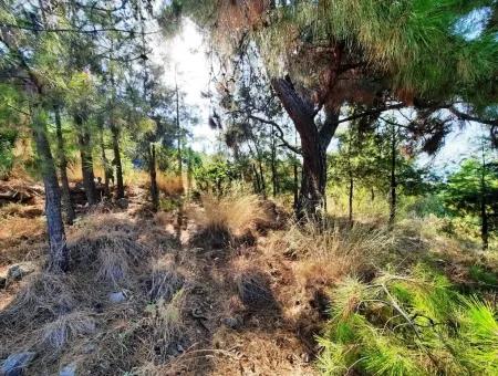 Grundstück Mit Meerblick Zum Verkauf In Fethiye Ciftlikkoy