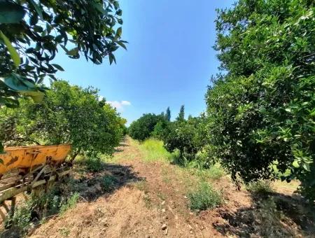 Dorf Haus Zum Verkauf In Koycegiz Dalyan Dorf