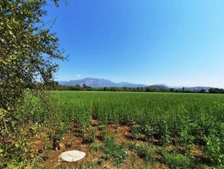 Effiziente Feld Zum Verkauf In Koycegiz