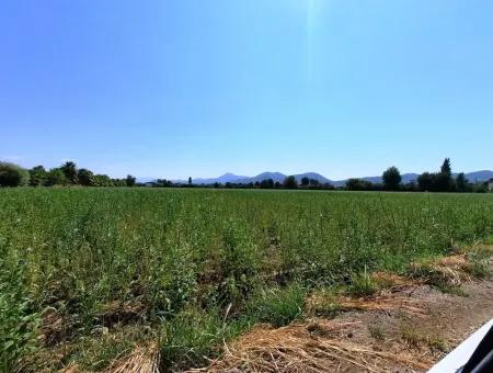 Effiziente Feld Zum Verkauf In Koycegiz